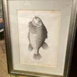 Fish engraving "Cycloptera"