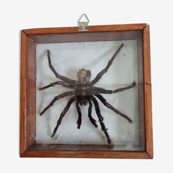 Naturalized tarantula spider from 1970