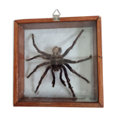 Naturalized tarantula spider from 1970