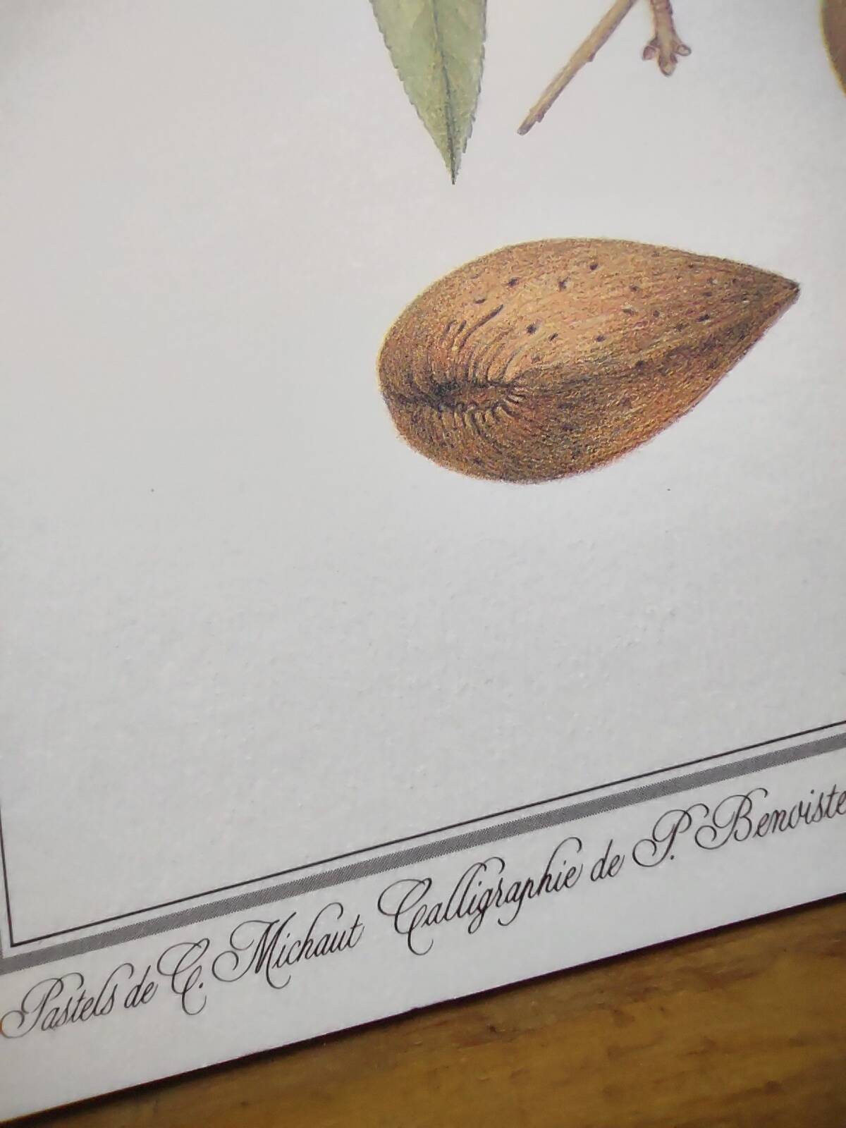 Botanical board -Sweet Almond- Illustration of medicinal plants and herbs