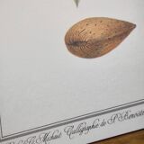 Botanical board -Sweet Almond- Illustration of medicinal plants and herbs