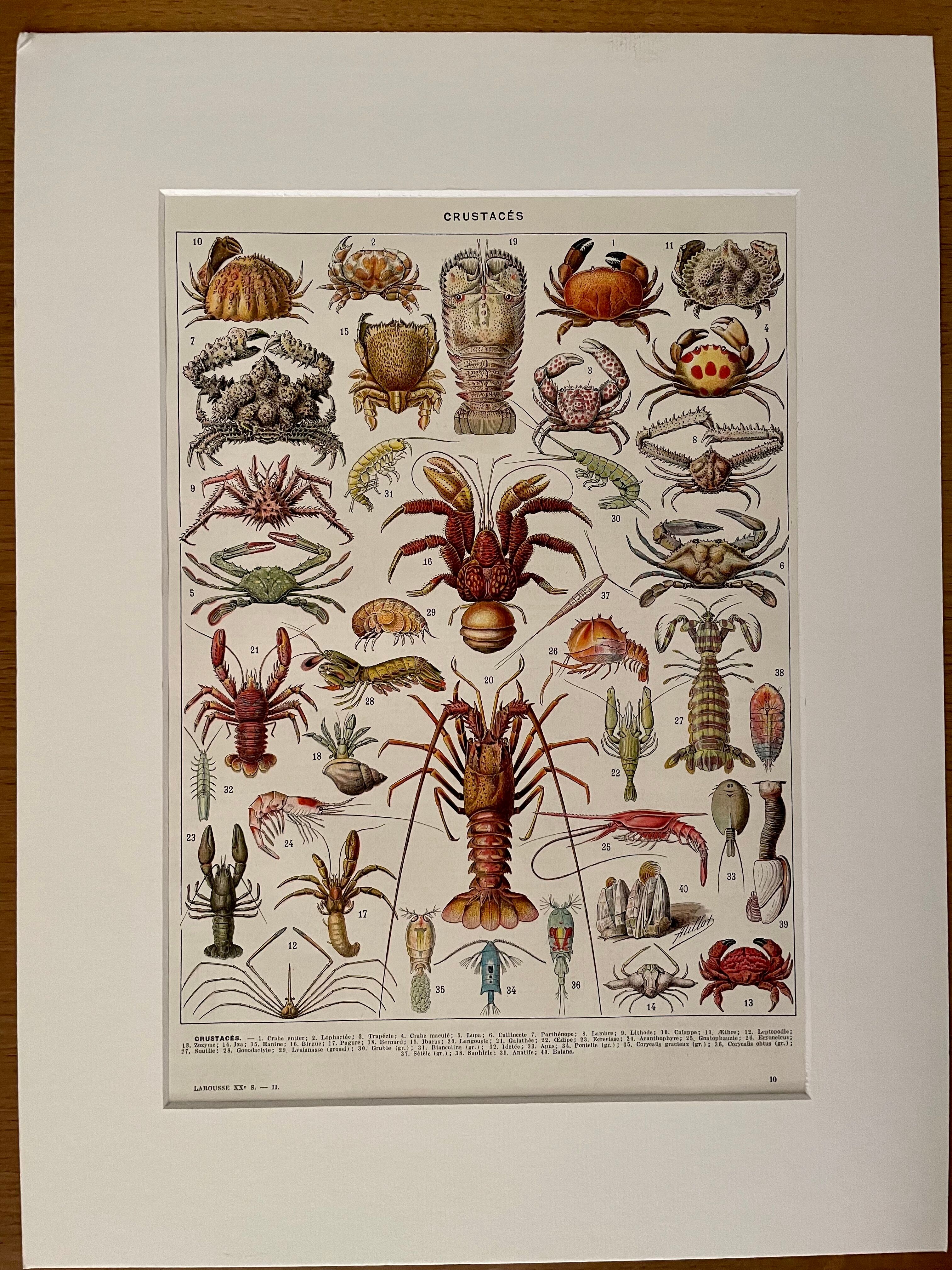 Lithograph on crustaceans - 1930