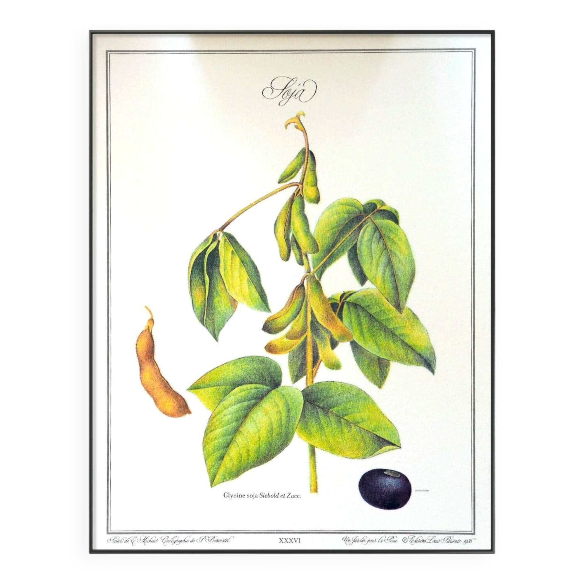 Le Soja, illustration imprimée en 1986. Botanique Vintage. 24X31cm