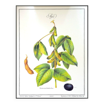 The Soybean, printed illustration from 1986. Vintage Botany. 24X31cm