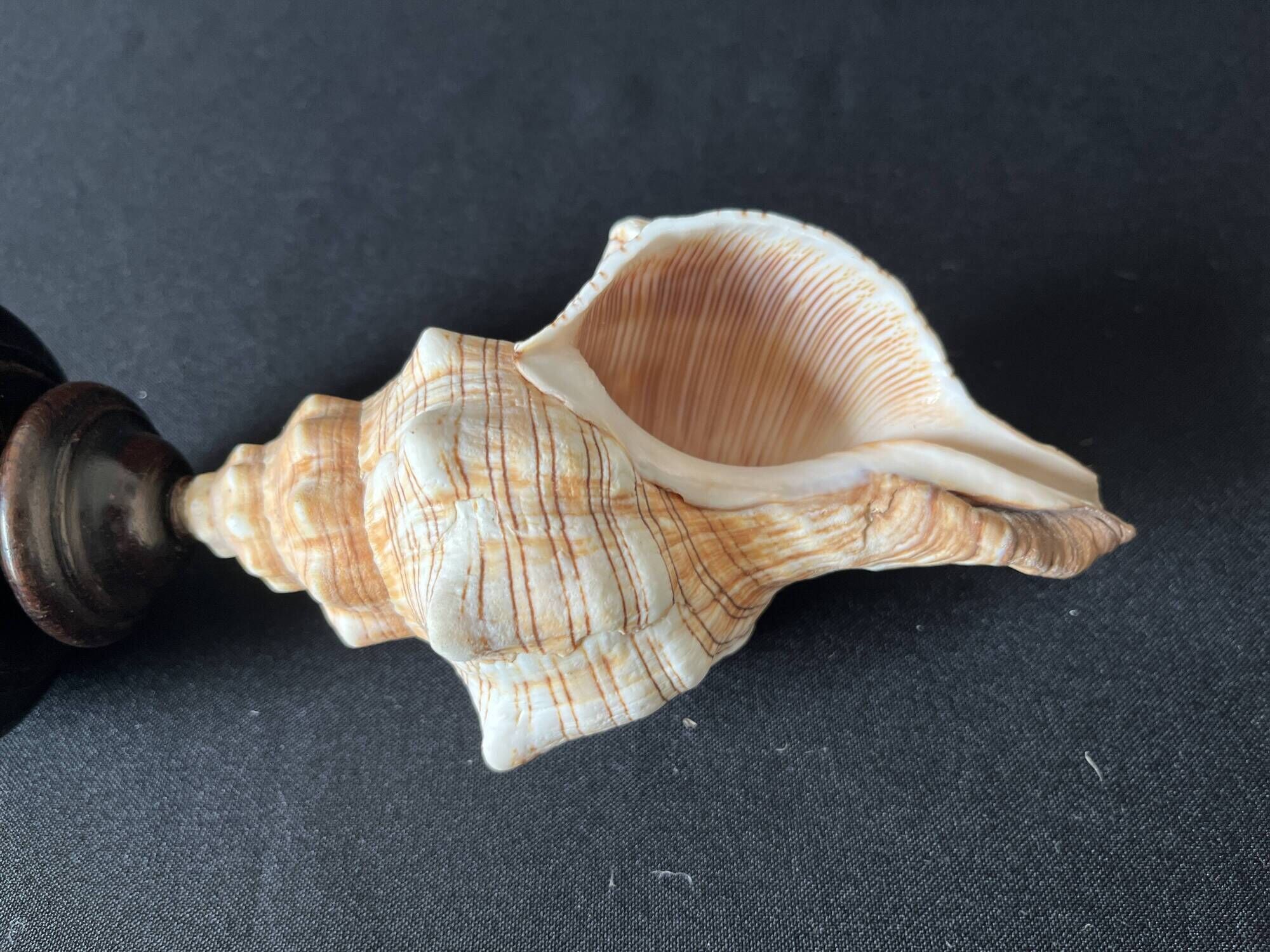 Shell Fasciolaria Trapezium on blackened turned wooden base old cabinet of curiosities