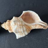 Shell Fasciolaria Trapezium on blackened turned wooden base old cabinet of curiosities