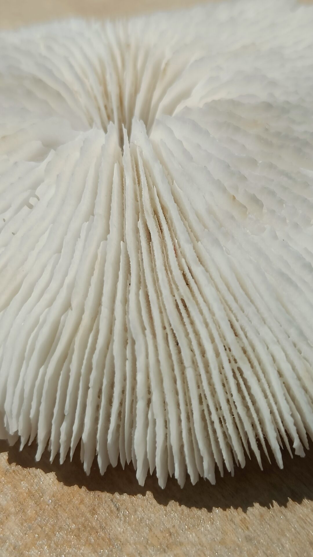 Natural round coral