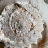 Shell horned helmet 23 cm