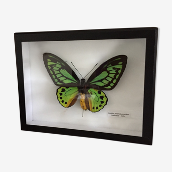 Papillon vert et jaune ornitho priamus poseidon Indonésie