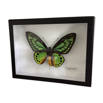 Butterfly green and yellow ornitho priamus Poseidon Indonesia