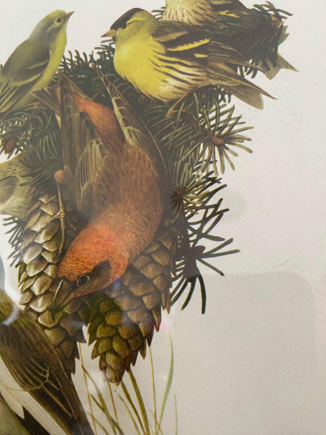 Ornithological plate Hepatior 44