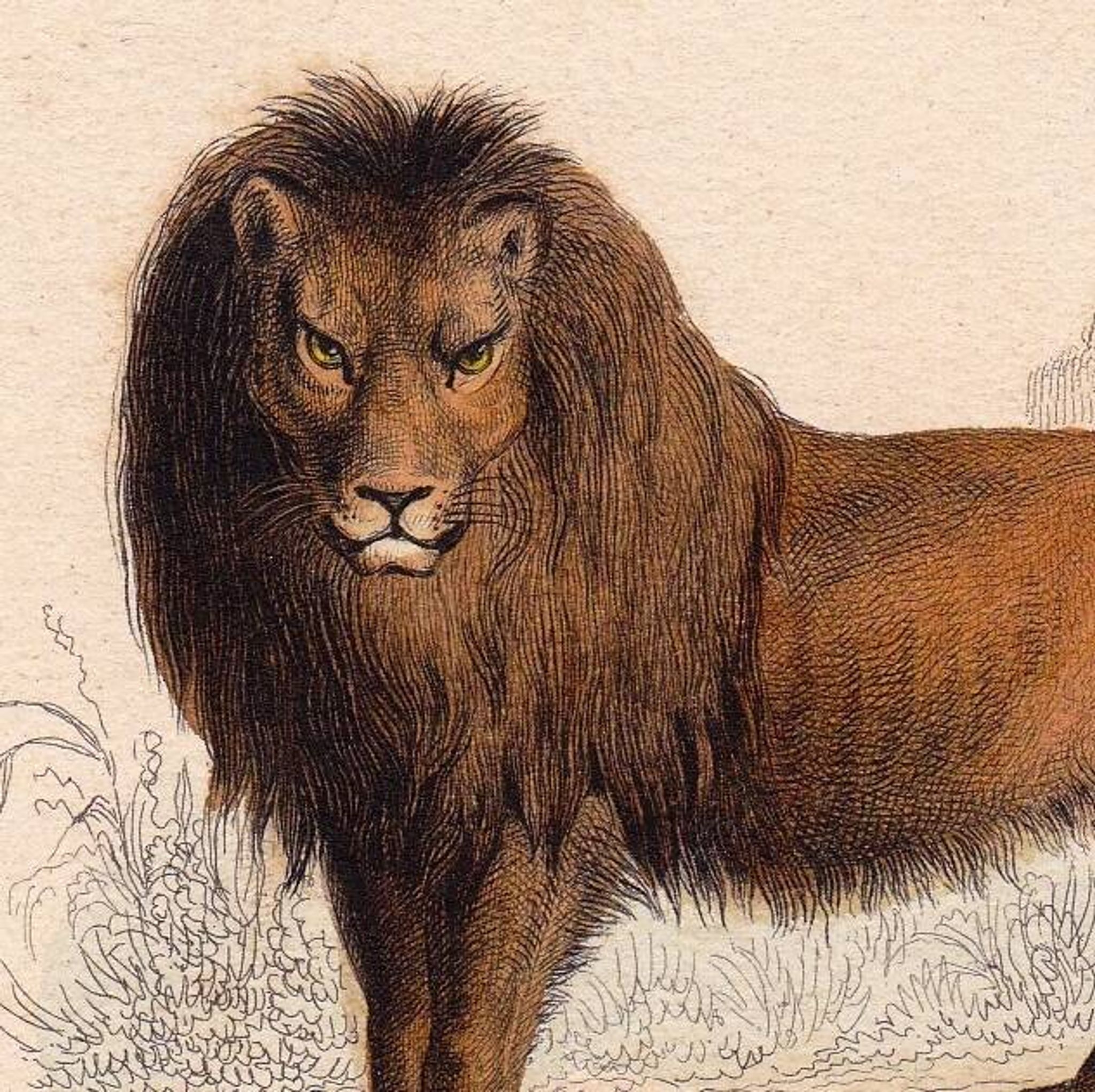 19th Century Engraving 1850 Lion Lioness Lion Cub Animals Feline