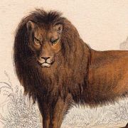 19th Century Engraving 1850 Lion Lioness Lion Cub Animals Feline