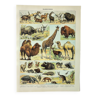 Gravure ancienne 1898, Mammifères 3, animaux, zoologie • Lithographie, Planche originale