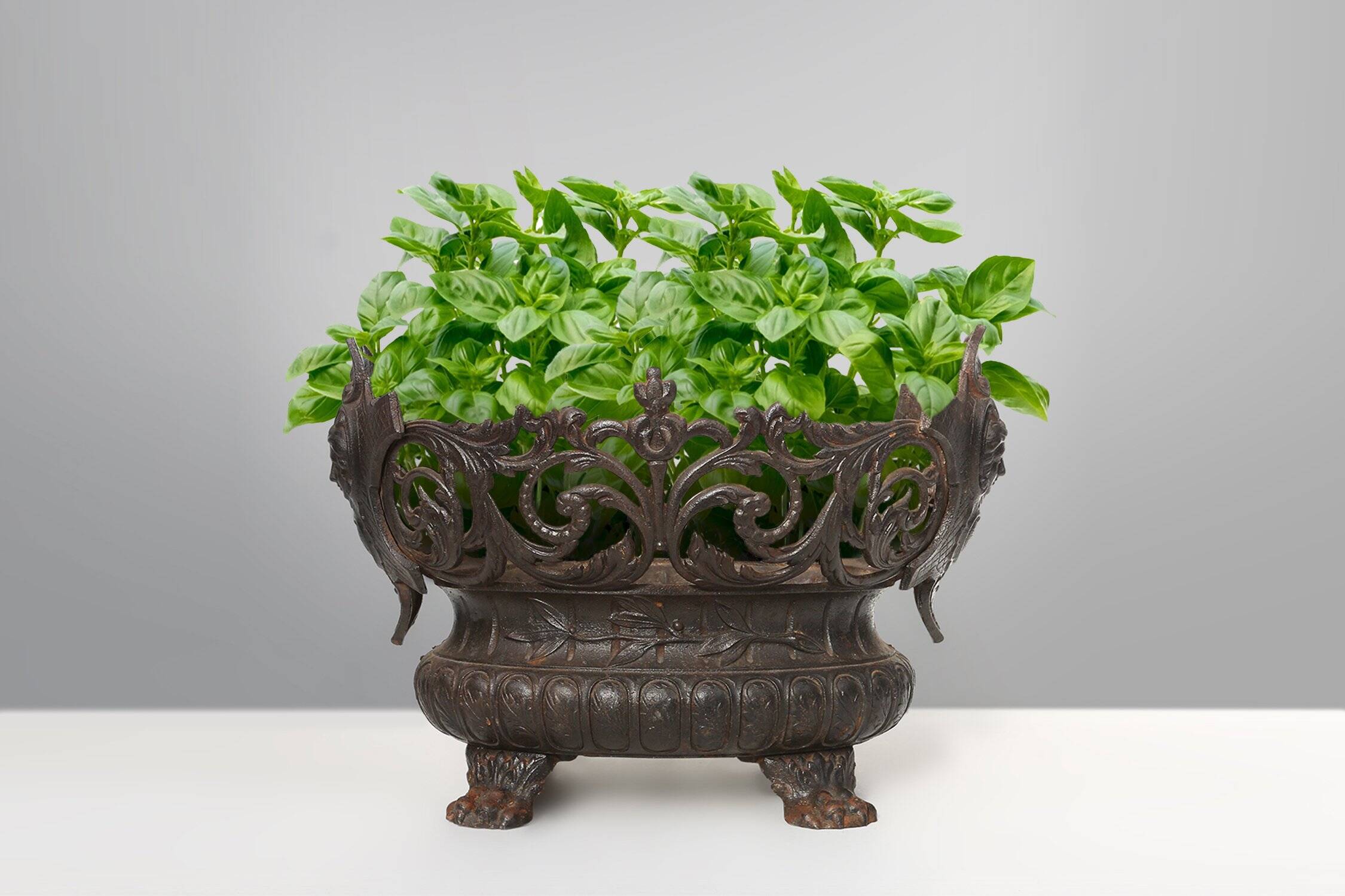 Cast Iron planter decorated with masks and lion paws, France 1850s