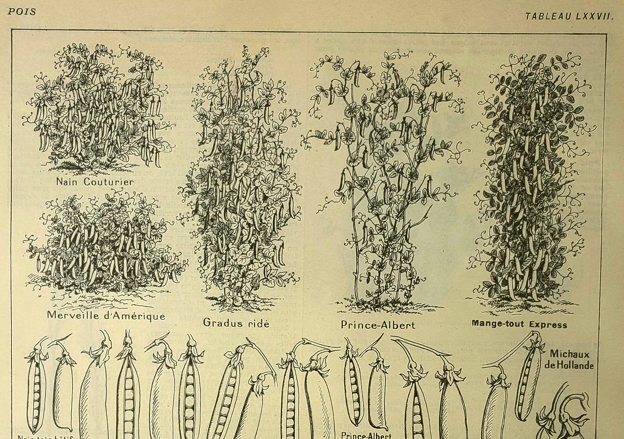 1921 botanical plate by M. Dessertenne - Peas - Old vegetable garden