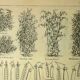 1921 botanical plate by M. Dessertenne - Peas - Old vegetable garden