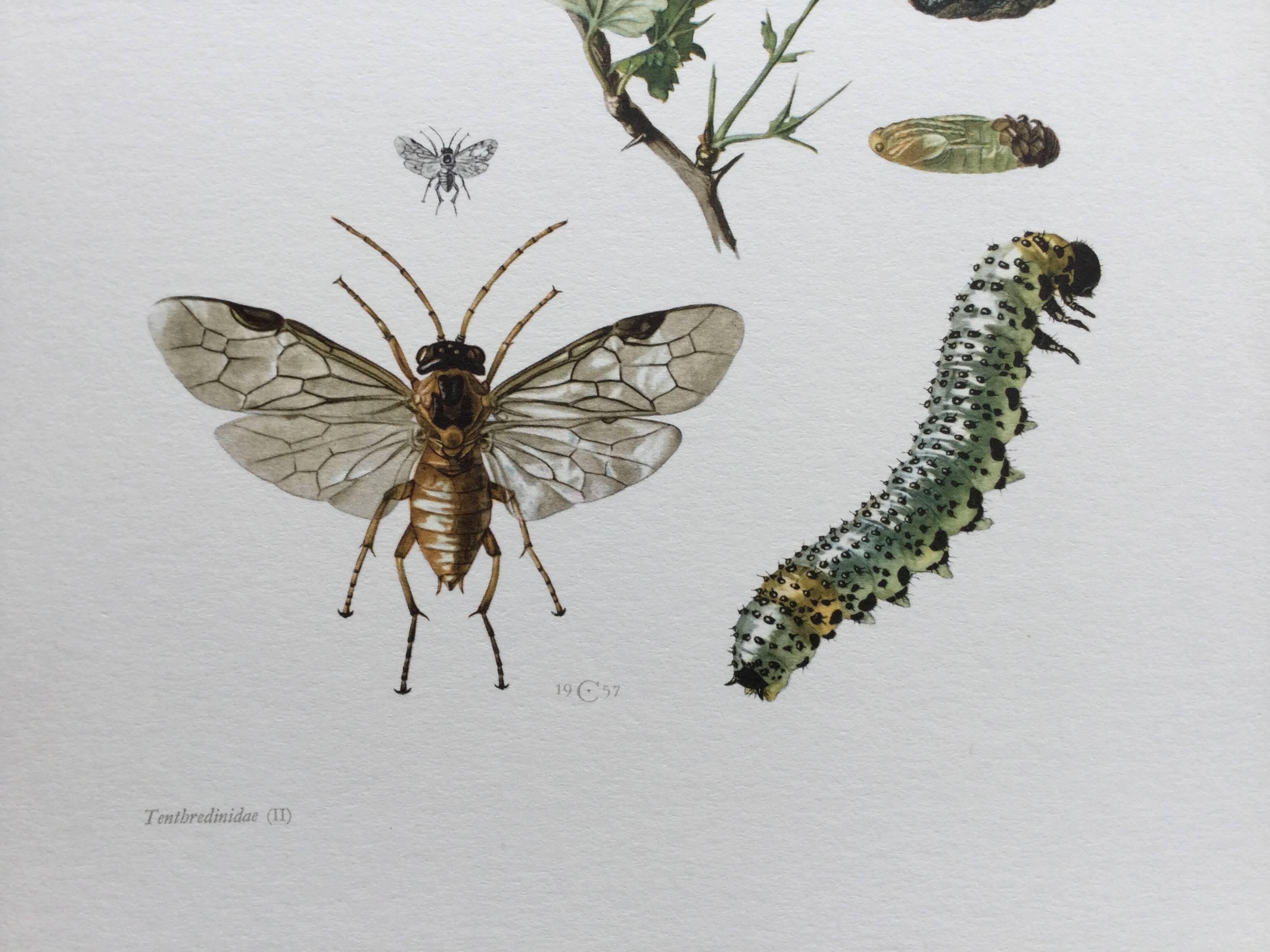 Antique illustration "insects", Vintage print, 1960s