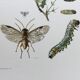 Antique illustration "insects", Vintage print, 1960s