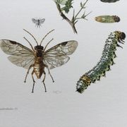 Antique illustration "insects", Vintage print, 1960s