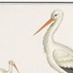 Poster of the stork, based on an old engraving from 1610.