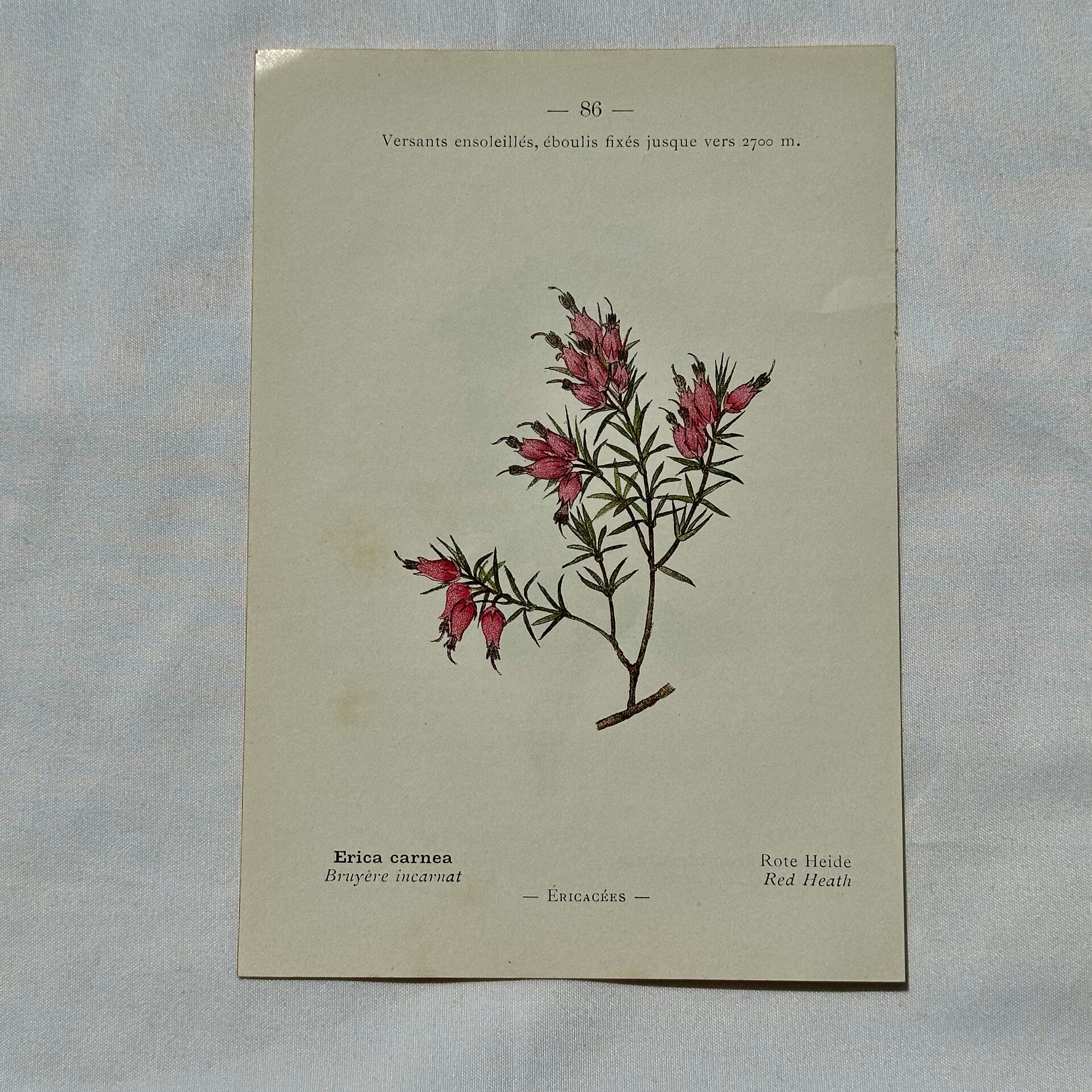 Botanical engraving 1800 France ancient naturalist work double-sided