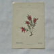 Botanical engraving 1800 France ancient naturalist work double-sided