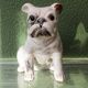 Chien, bouledogue, en terre cuite de Bavent