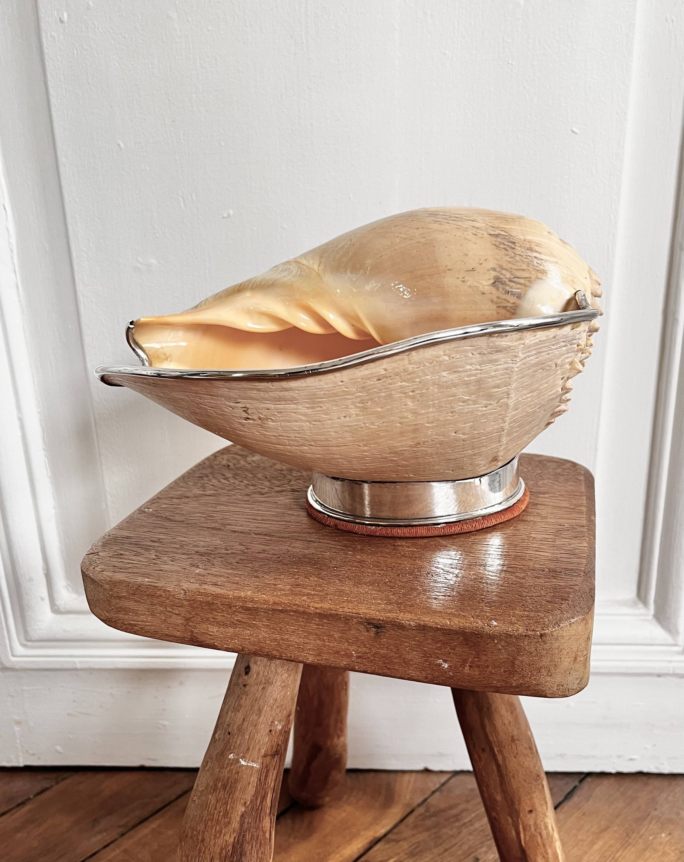 Cabinet of curiosities giant shell circled cup and base 60s