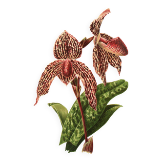 Gravure Botanique 1911 - Orchidée Rolfae par J.Guillot - Fleur planche