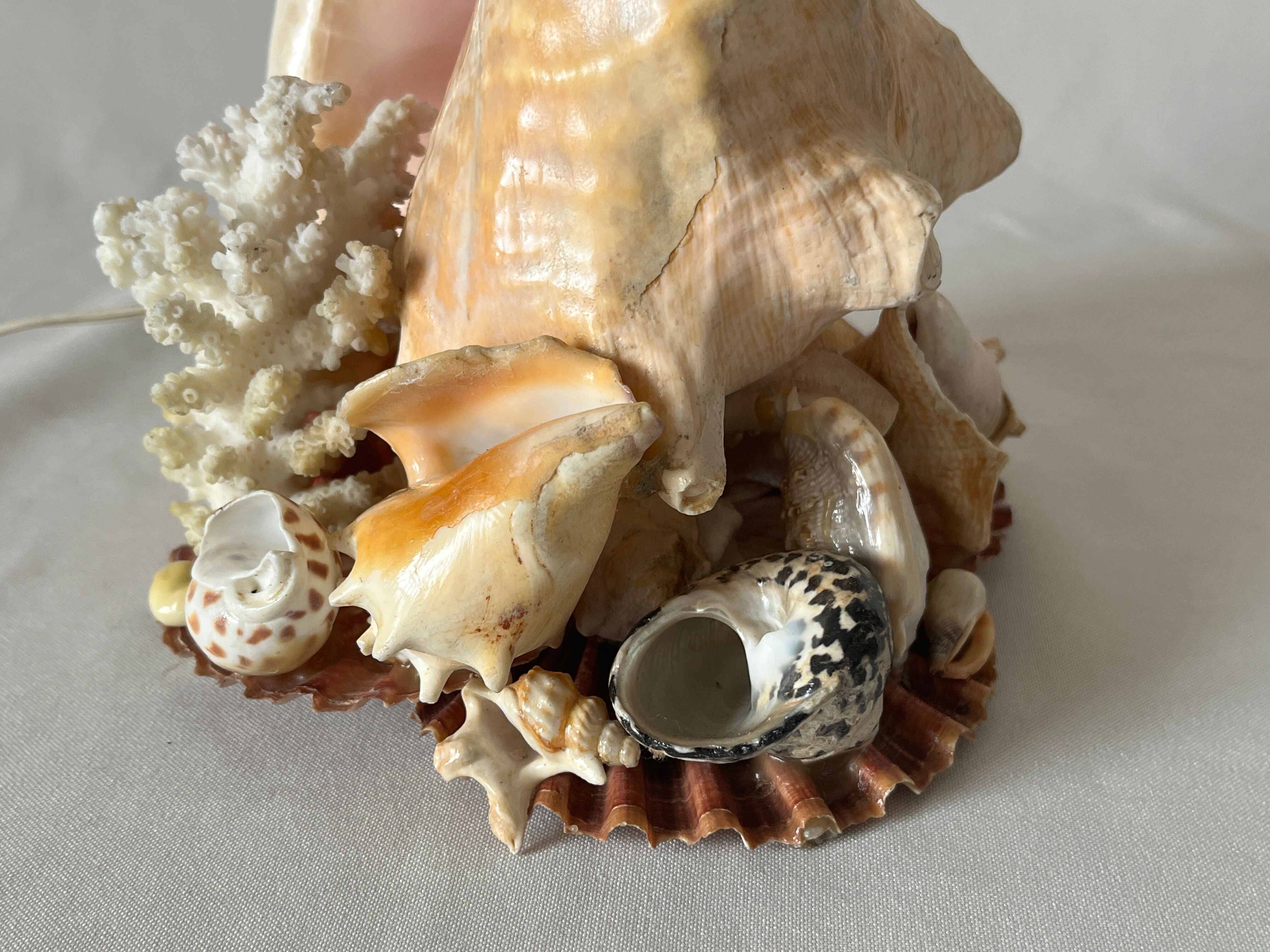 Lamp night light shell conch 1950 cabinet of curiosities seaside