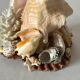 Lamp night light shell conch 1950 cabinet of curiosities seaside