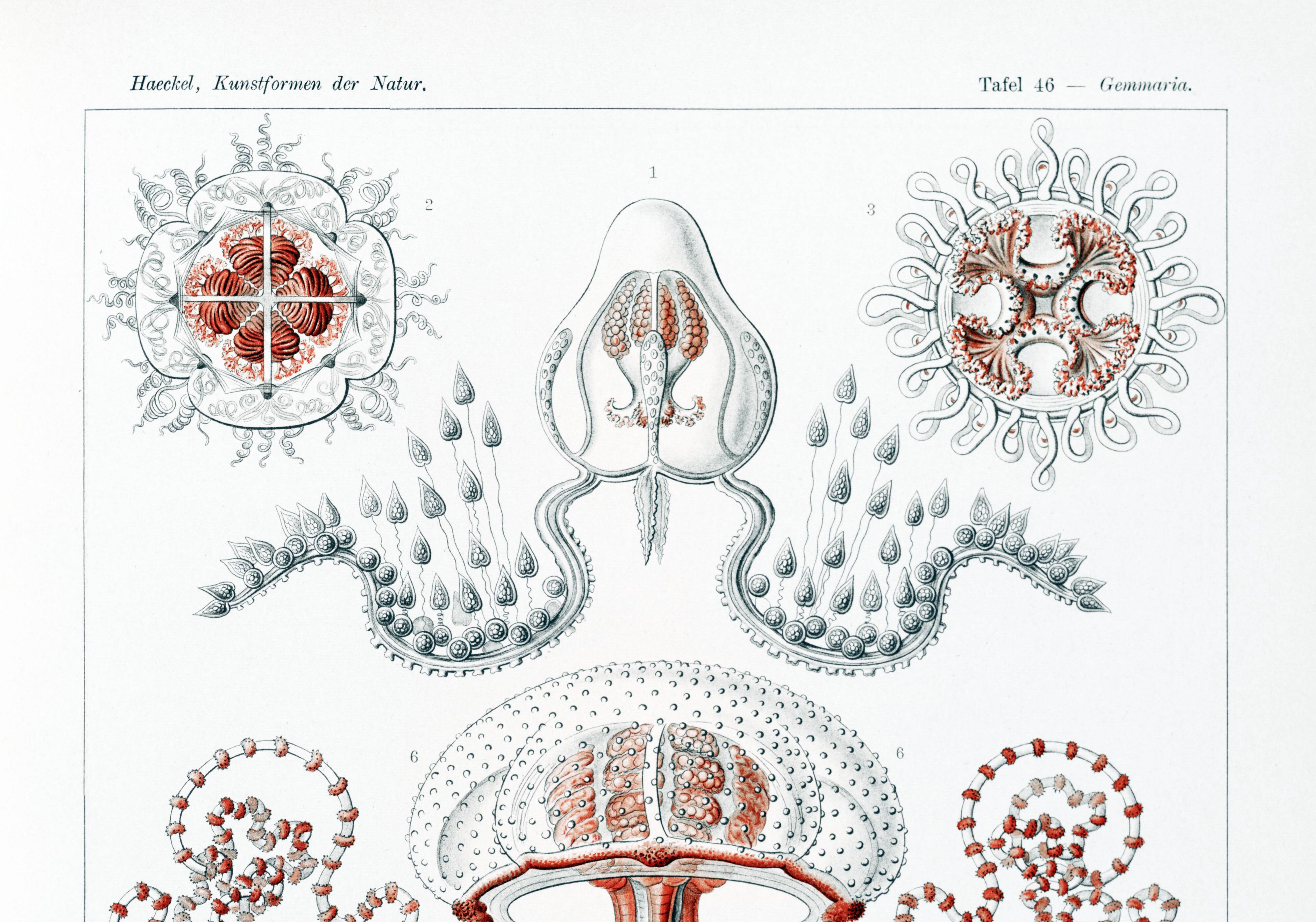 Poster on hydrozoan jellyfish, based on an old lithograph