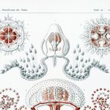 Poster on hydrozoan jellyfish, based on an old lithograph