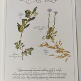 Engraving medicinal plants -Energetic laxative herbal tea- Botanical illustration
