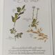 Gravure  plantes médicinales -Tisane laxative énergique- Illustration botanique