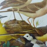 Birds - former collection Hepatior N ° 4