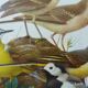 Birds - former collection Hepatior N ° 4
