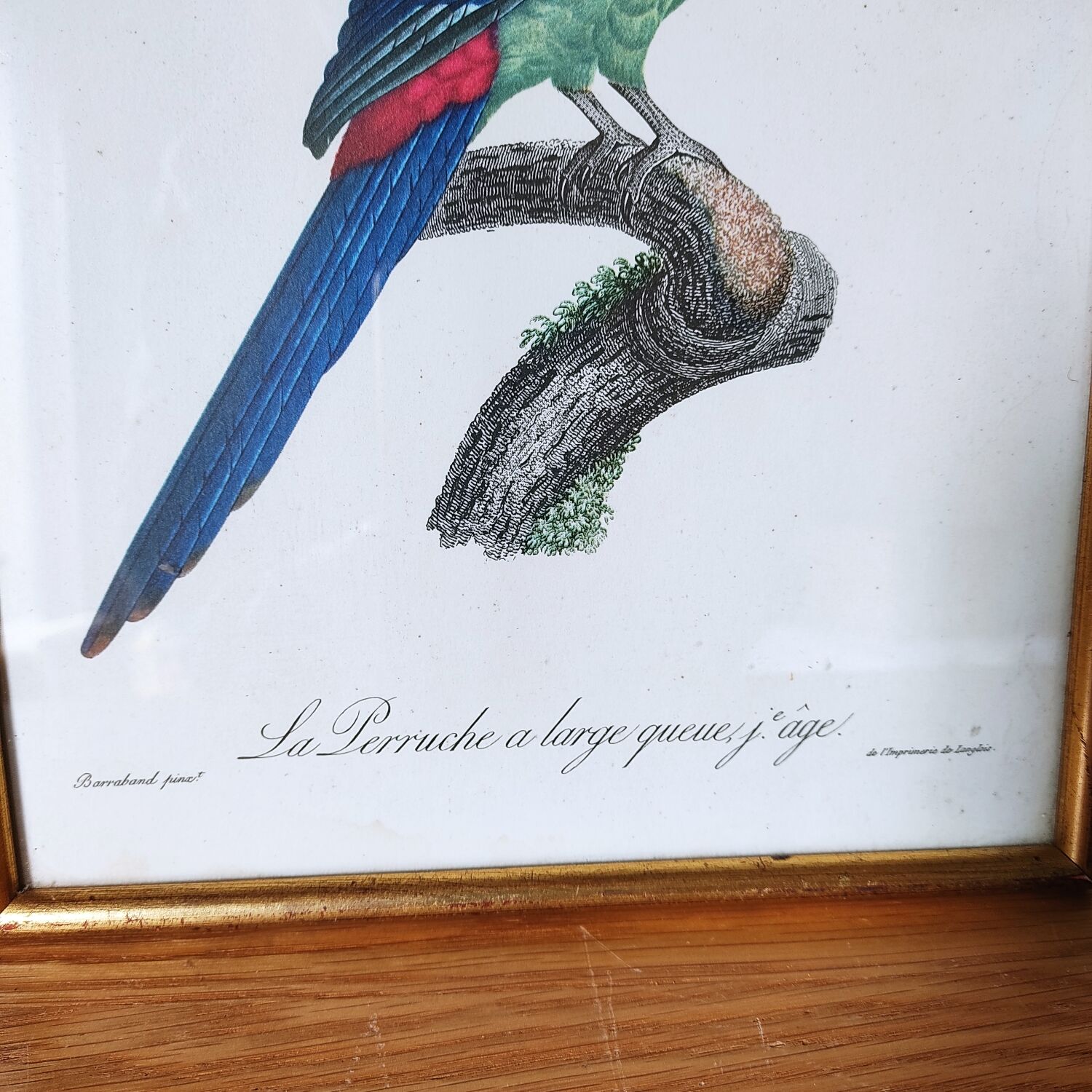 Exotic bird frame