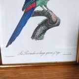 Exotic bird frame