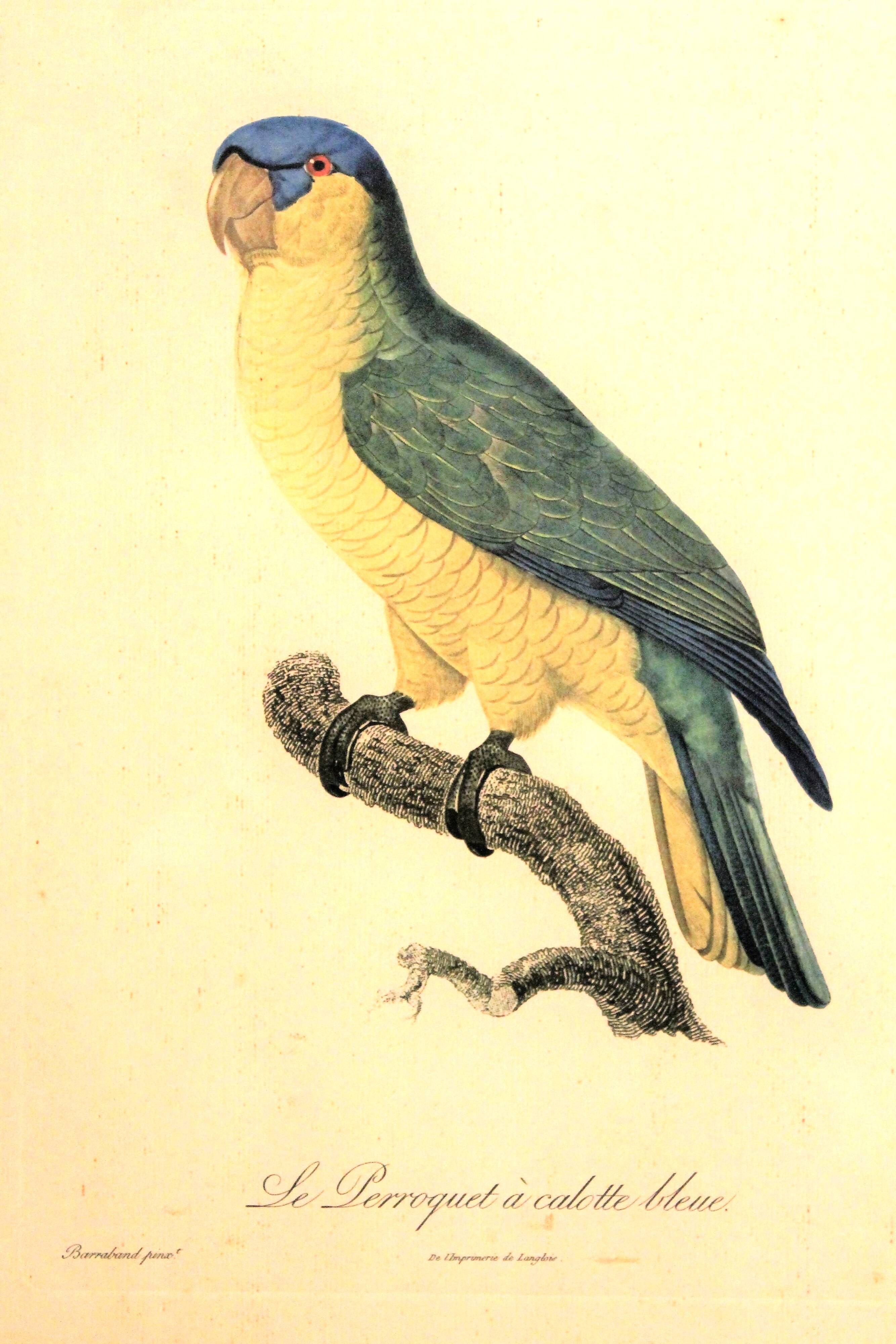 Engraving "Parrot" late 19th century