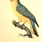 Gravure "Perroquet" fin XIXème