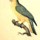 Engraving "Parrot" late 19th century