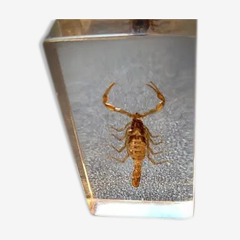 Entomologie scorpion plexiglass de collection