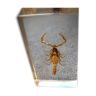 Entomology scorpion plexiglass collection