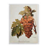 Botanical plate rare vine
