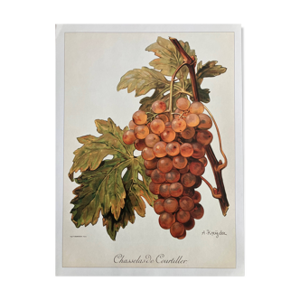 Botanical plate rare vine