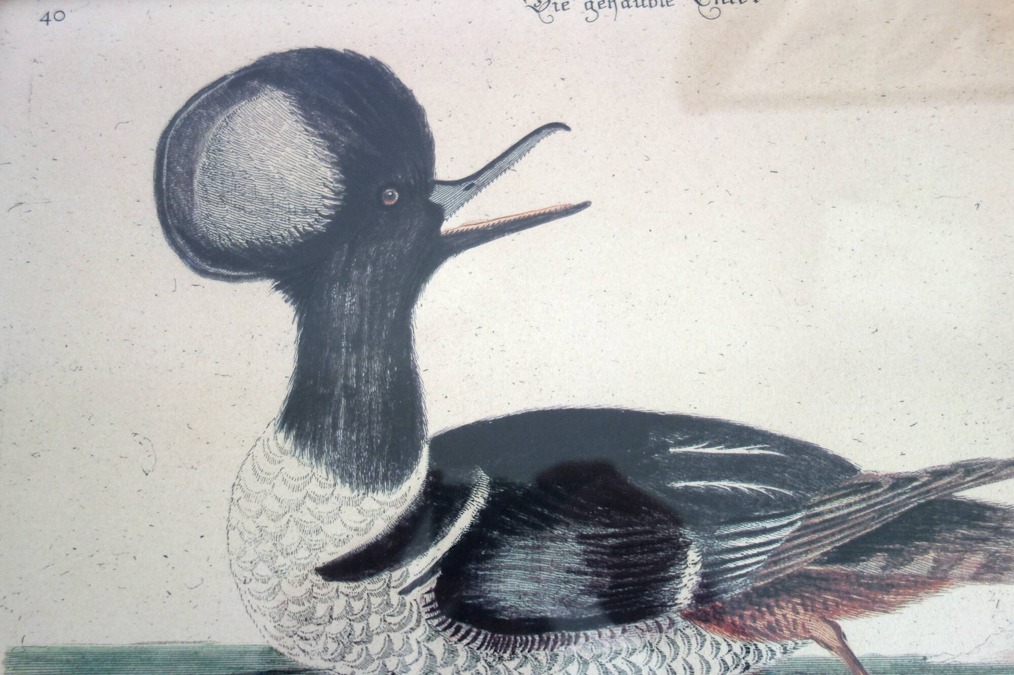 2 plates of ornithological bird engravings