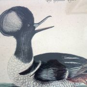 2 planches gravures ornithologiques oiseaux