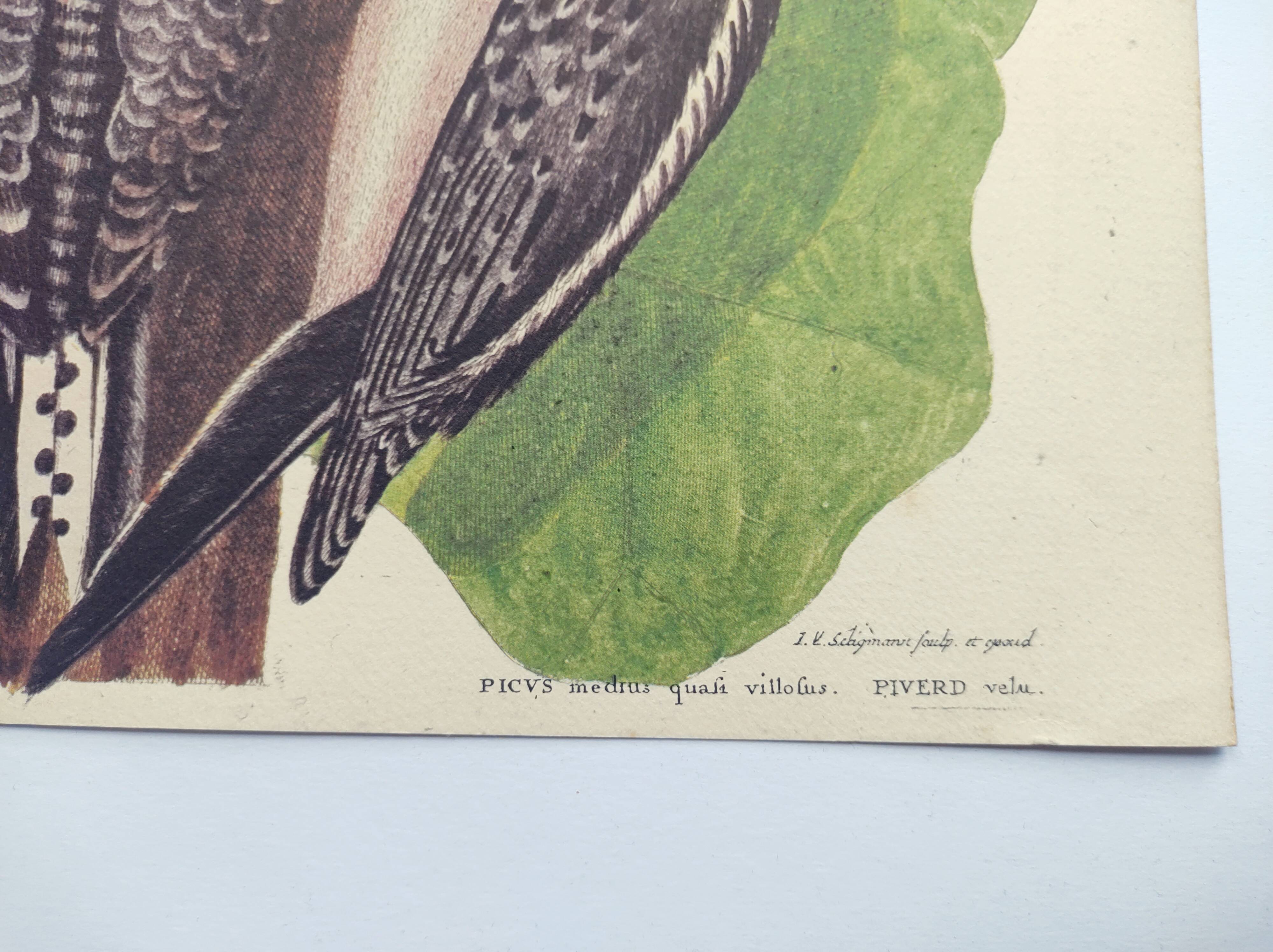 Old bird board - Woodpecker & Woodpecker - Ornithological and zoological engraving by Seligmann & Catesby